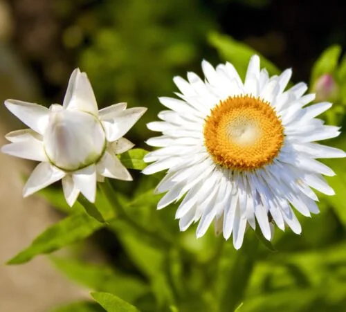 yorkshire-seeds2997020