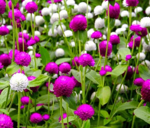 yorkshire-seeds2997061