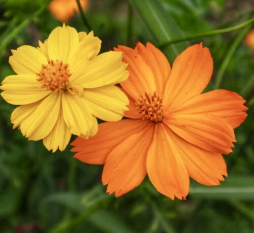 yorkshire-seeds2997073