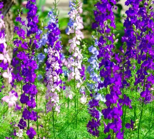 yorkshire-seeds2997087