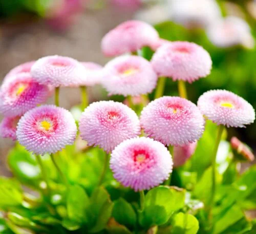 yorkshire-seeds2997100