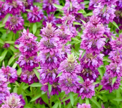 yorkshire-seeds2997110