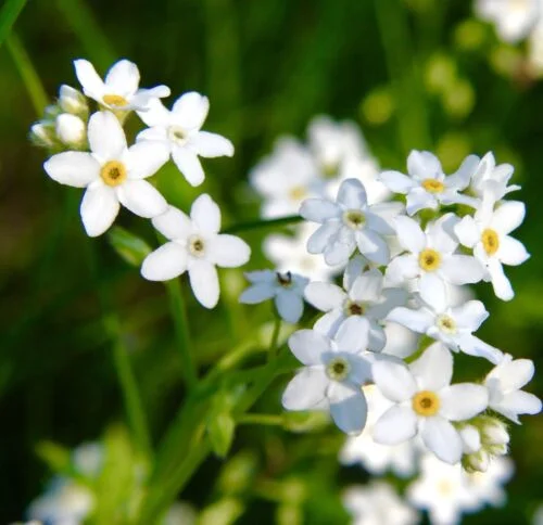 yorkshire-seeds2997125