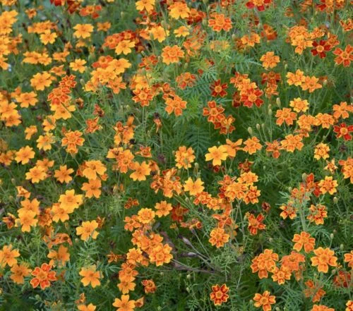 yorkshire-seeds2997141