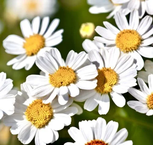 yorkshire-seeds2997153