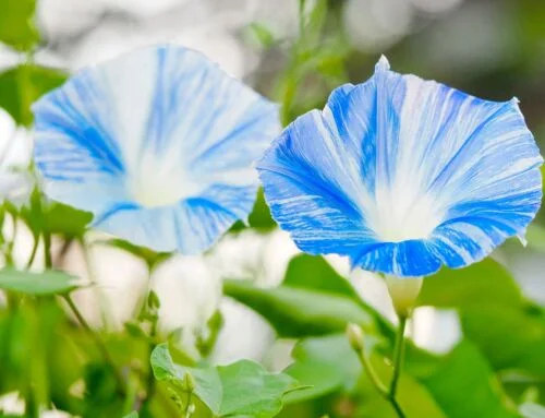 yorkshire-seeds2997168
