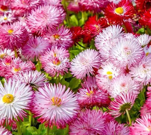 yorkshire-seeds2997180