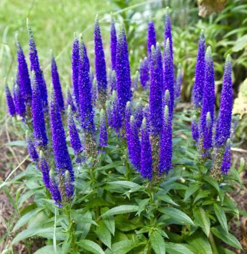 yorkshire-seeds2997225