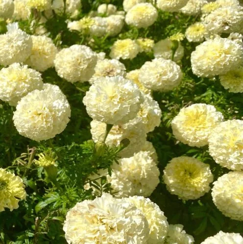 yorkshire-seeds2997238