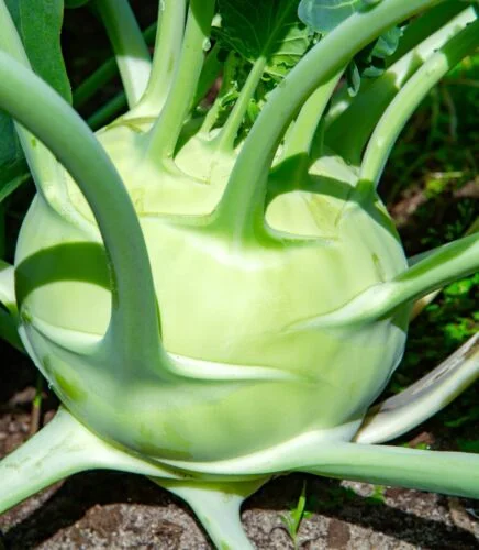 yorkshire-seeds2997250