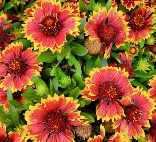 yorkshire-seeds2997271