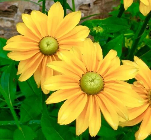 yorkshire-seeds2997289