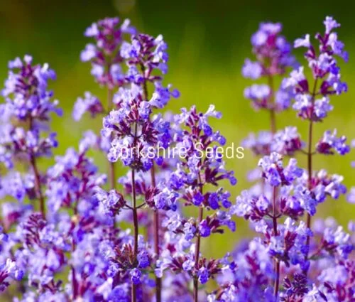 yorkshire-seeds2997300