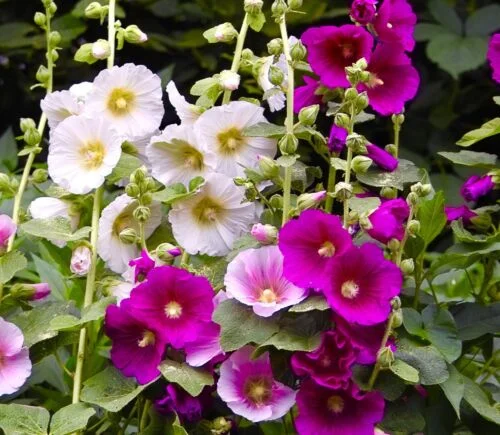 yorkshire-seeds2997328