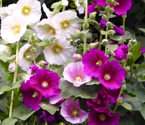 yorkshire-seeds2997345