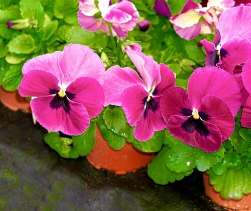 yorkshire-seeds2997359