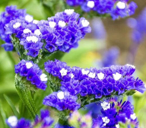 yorkshire-seeds2997370