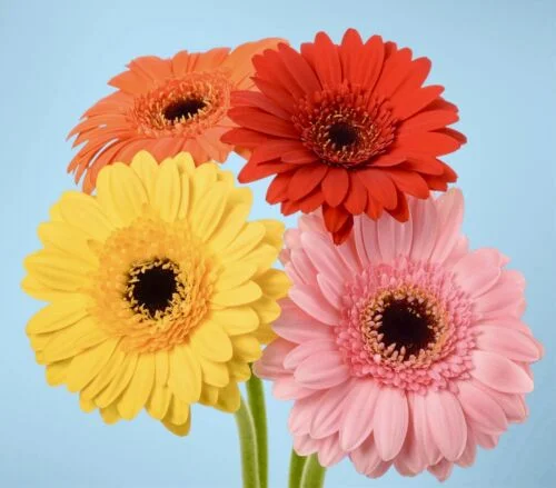 yorkshire-seeds2997382