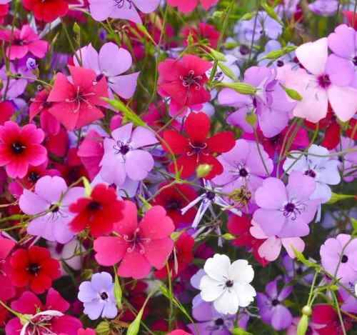 yorkshire-seeds2997411