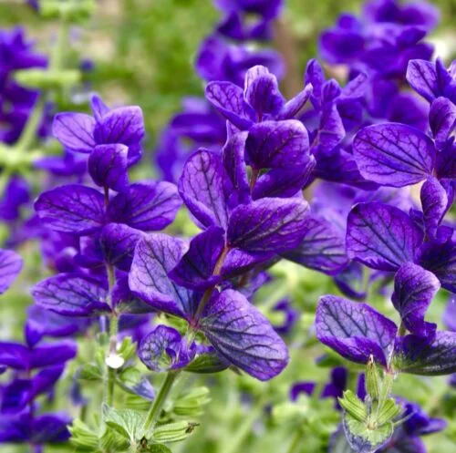 yorkshire-seeds2997463