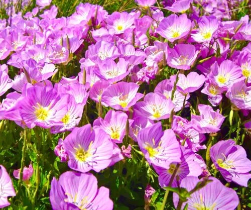 yorkshire-seeds2997479