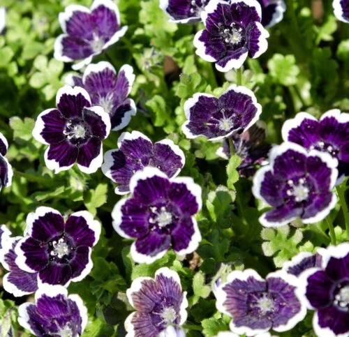 yorkshire-seeds2997492
