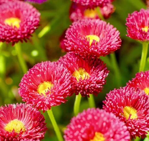 yorkshire-seeds2997507