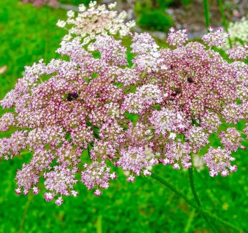 yorkshire-seeds2997548