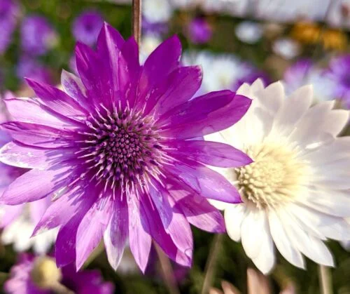 yorkshire-seeds2997579