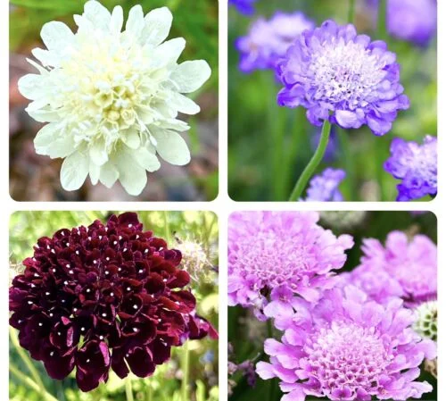 yorkshire-seeds2997608
