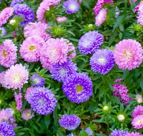 yorkshire-seeds2997635