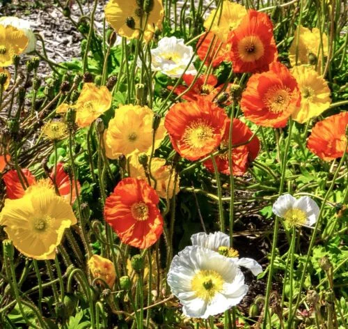 yorkshire-seeds2997650