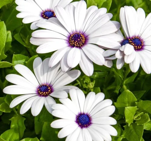 yorkshire-seeds2997680