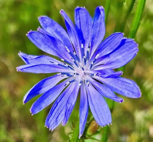 yorkshire-seeds2997692