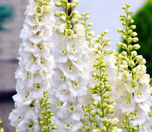 yorkshire-seeds2997704
