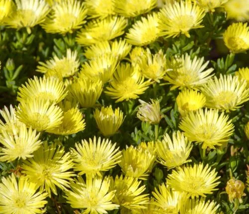 yorkshire-seeds2997730