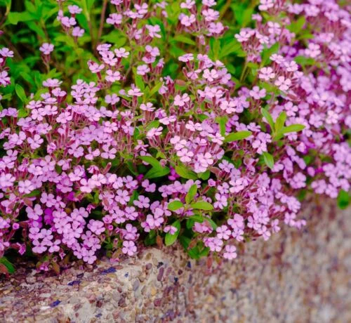 yorkshire-seeds2997759