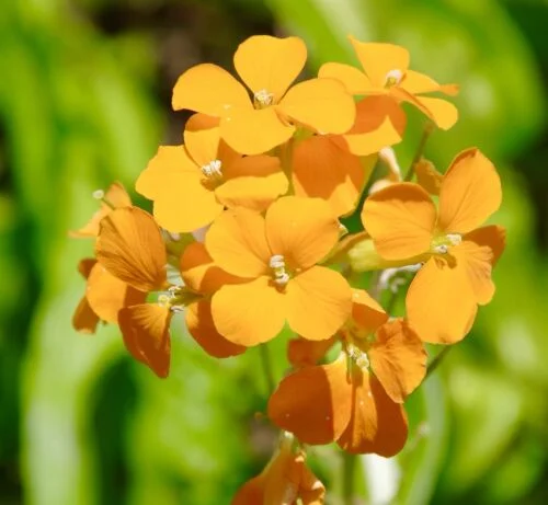 yorkshire-seeds2997823