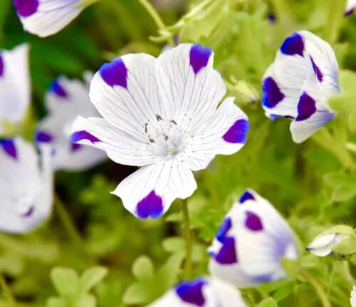 yorkshire-seeds2997863