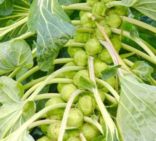 yorkshire-seeds2997875