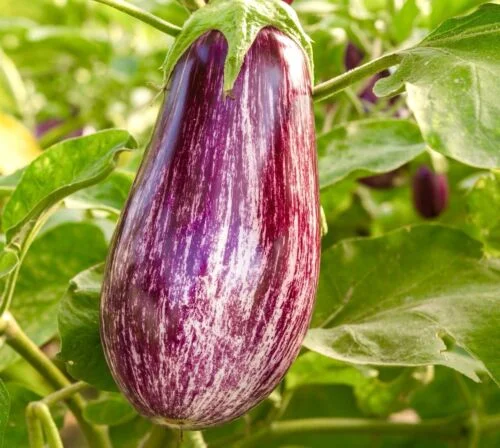 yorkshire-seeds2997902