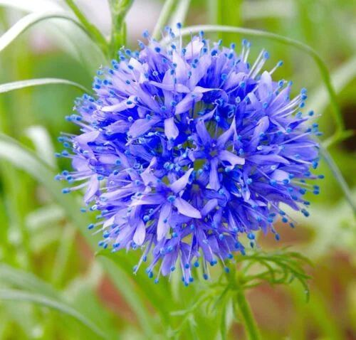 yorkshire-seeds2997924