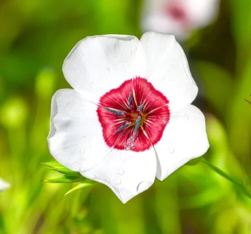 yorkshire-seeds2997939