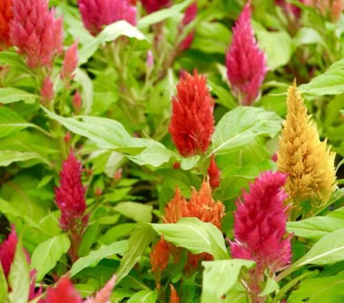 yorkshire-seeds2997945