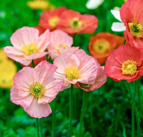 yorkshire-seeds2997958