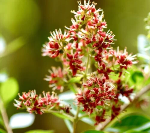 yorkshire-seeds2997973