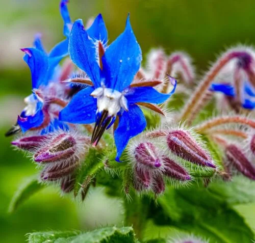 yorkshire-seeds2997986