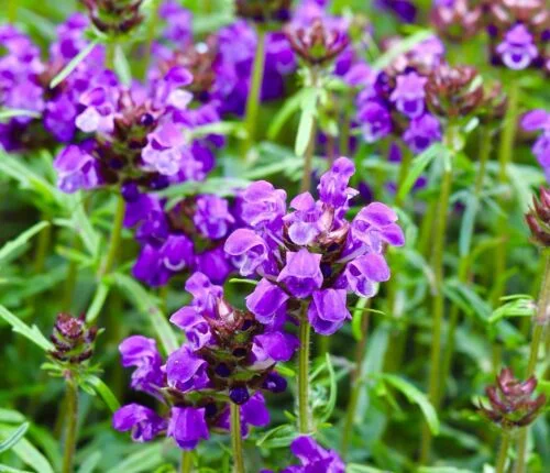 yorkshire-seeds2998002