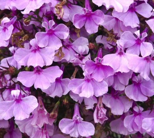 yorkshire-seeds2998012