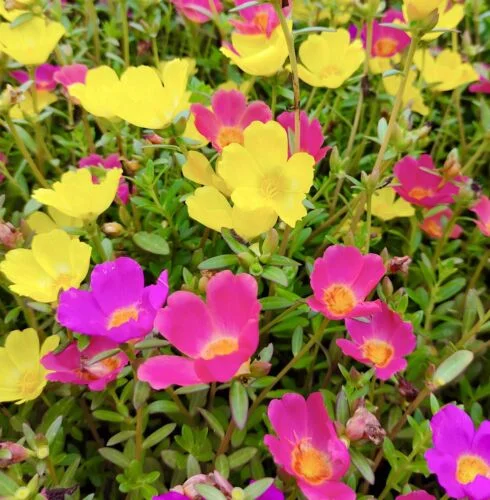 yorkshire-seeds2998023